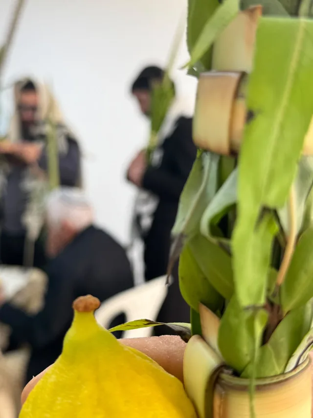 אתרוג מקרוב